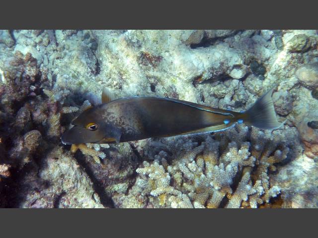 Blauklingen-Nasendoktor -   Bluespine unicornfish - Naso unicornis