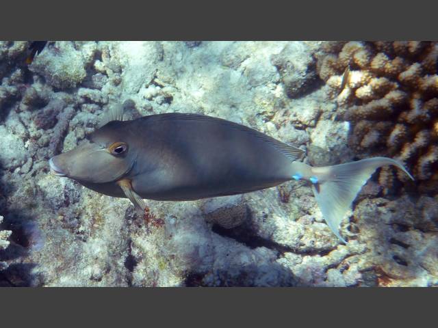 Blauklingen-Nasendoktor -   Bluespine unicornfish - Naso unicornis