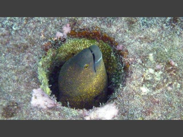 Rußkopf-Muräne - Yellow-edged moray - Gymnothorax flavimarginatus