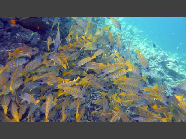 Blaustreifen-Schnapper - Bluestripe snapper - Lutjanus kasmira