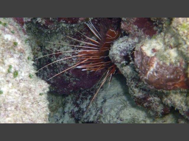 Strahlen-Feuerfisch - Radial firefish  - Pterois radiata