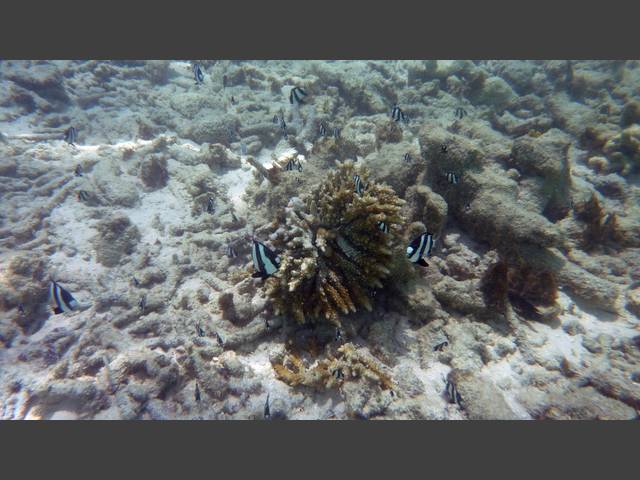 Dreibinden-Preußenfisch - Whitetail dascyllus - Dascyllus aruanus