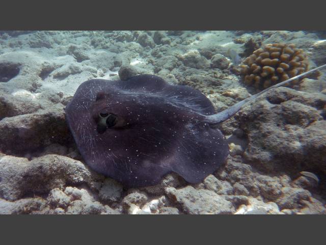 Mangroven-Stechrochen - Mangrove whipray - Himantura granulata