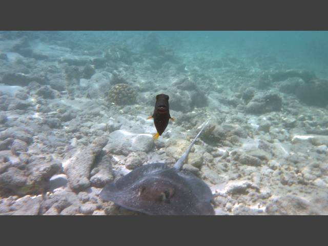 Mangroven-Stechrochen - Himantura granulata und Orangestreifen-Drückerfisch - Balistapus undulatus