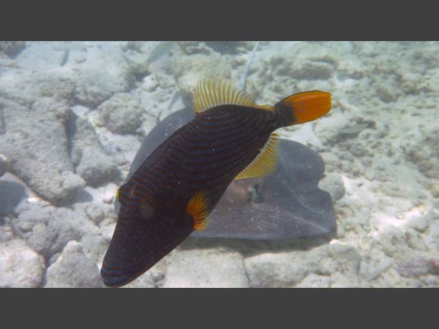 Orangestreifen-Drückerfisch - Orange-lined triggerfish - Balistapus undulatus