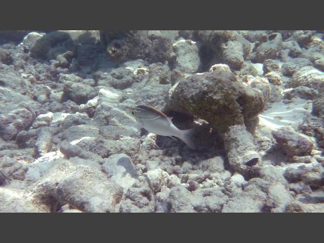 Schärpen-Scheinschnapper - Two-lined monocle bream - Scolopsis bilineatus