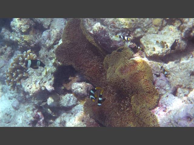 Clarks Anemonenfisch - Clark's anemonefish - Amphiprion clarkii