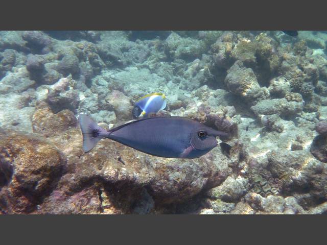 Schärpen-Nasendoktor - Spotted unicornfish - Naso brevirostris