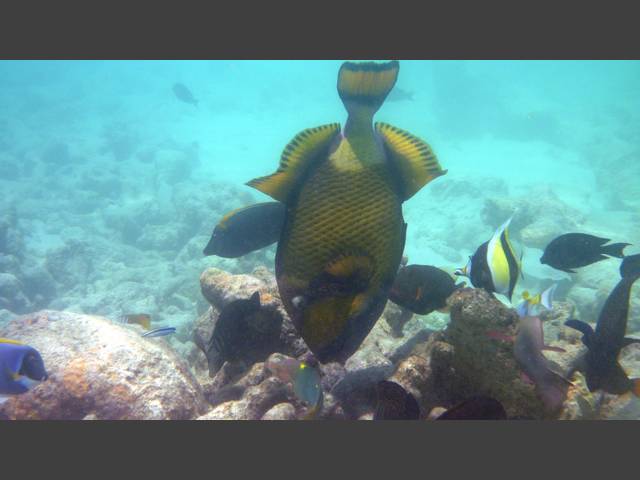 Grüner Riesendrückerfisch - Titan Triggerfish - Balistoides viridescens