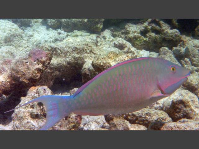 Indische Langnase - Candelamoa parrotfish - Hipposcarus harid