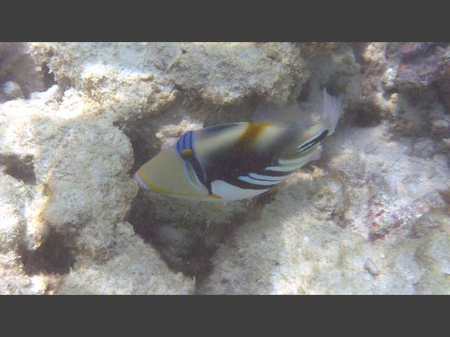 Picasso-Drückerfisch - Blackbar triggerfish - Rhinecanthus aculeatus