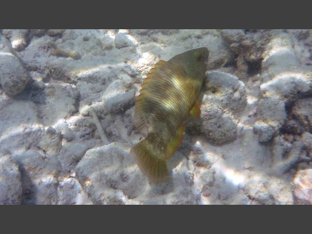 Dreilappen-Lippfisch  Tripletail wrasse - Cheilinus trilobatus