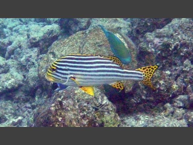 Orient-Süßlippe - Oriental sweetlips - Plectorhinchus orientalis