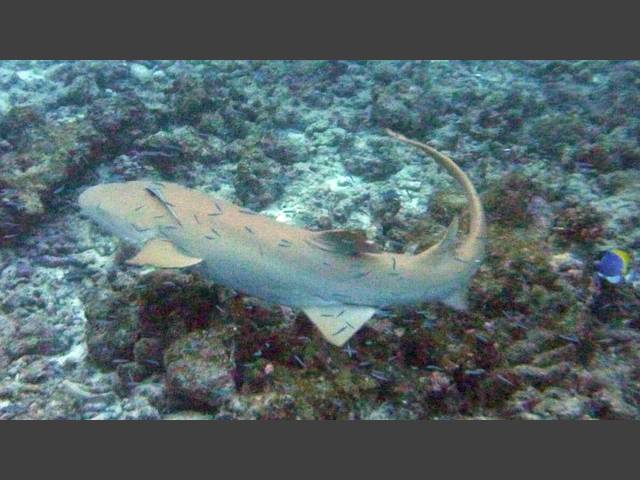 Gemeiner Ammenhai - Tawny nurse shark - Nebrius ferrugineus