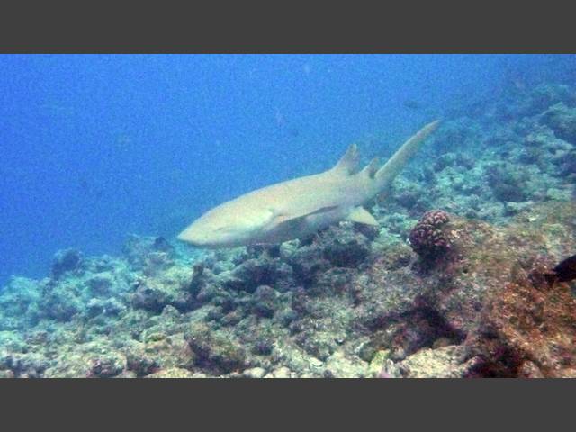 Gemeiner Ammenhai - Tawny nurse shark - Nebrius ferrugineus