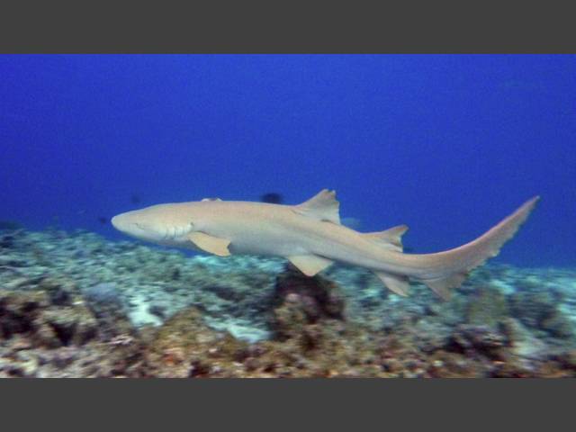 Gemeiner Ammenhai - Tawny nurse shark - Nebrius ferrugineus