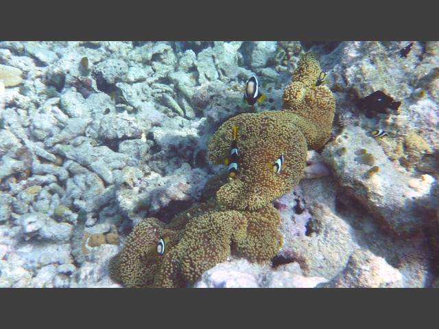 Clarks Anemonenfisch - Clark's anemonefish - Amphiprion clarkii