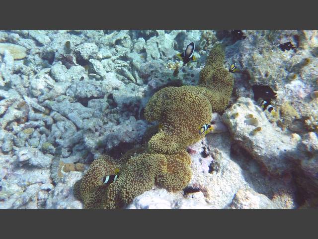 Clarks Anemonenfisch - Clark's anemonefish - Amphiprion clarkii