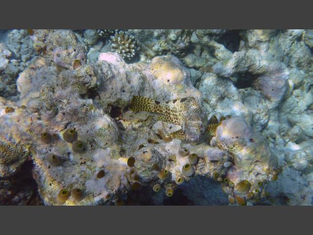 Vierfleck-Wabenbarsch - Foursaddle grouper - Epinephelus spilotoceps