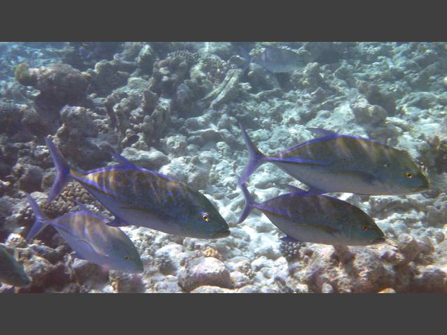 Blauflossen-Makrele - Bluefin trevally - Caranx melampygus