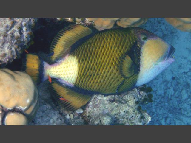Grüner Riesendrückerfisch - Titan Triggerfish - Balistoides viridescens
