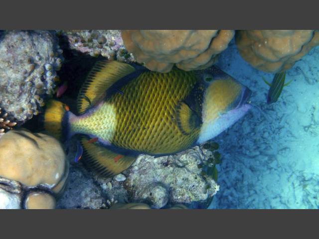 Grüner Riesendrückerfisch - Titan Triggerfish - Balistoides viridescens