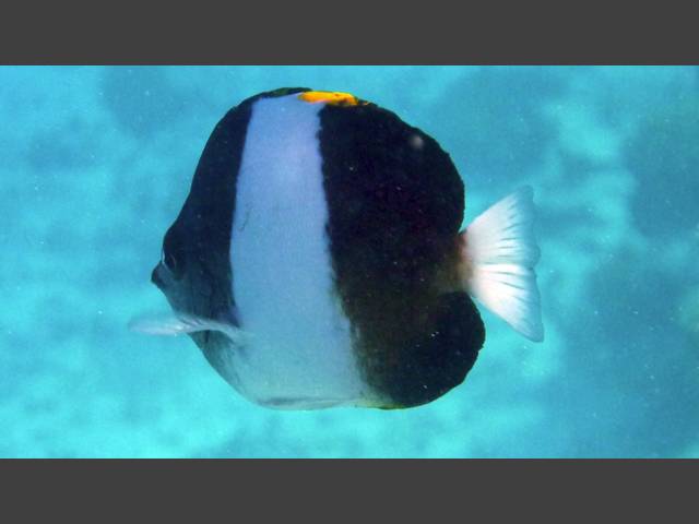 Schwarzer Pyramidenfalterfisch - Brown-and-white butterflyfish - Hemitaurichthys zoster