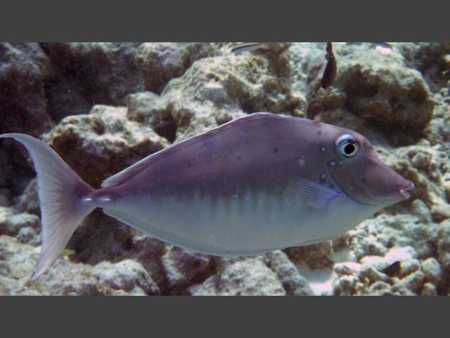 Blauklingen-Nasendoktor - Bluespine unicornfish - Naso unicornis