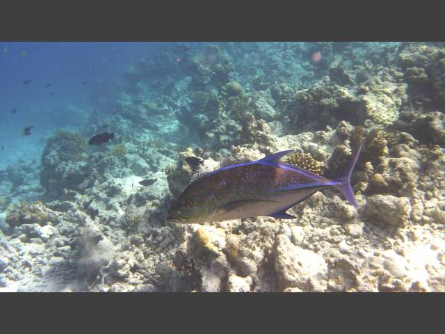 Blauflossen-Makrele - Bluefin trevally - Caranx melampygus