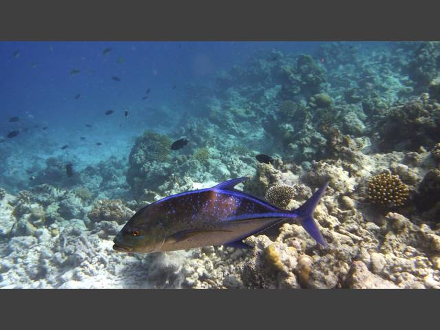 Blauflossen-Makrele - Bluefin trevally - Caranx melampygus