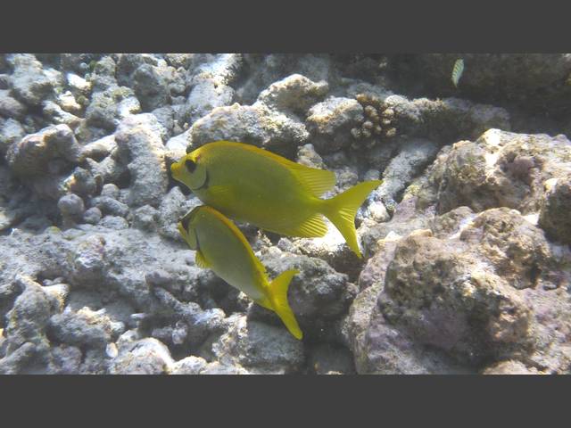 Korallen-Kaninchenfisch - Blue-spotted spinefoot - Siganus corallinus