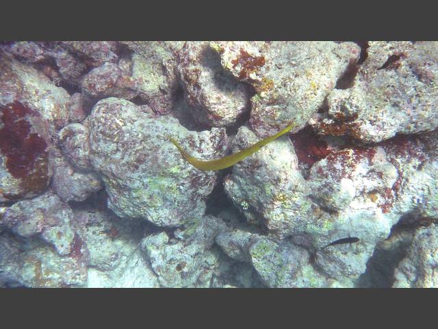 Trompetenfisch - Chinese trumpetfish - Aulostomus chinensis