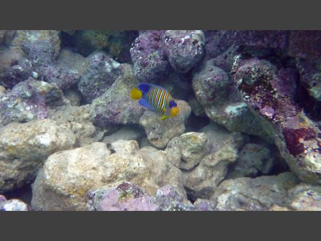 Pfauen-Kaiserfisch - Royal angelfish - Pygoplites diacanthus