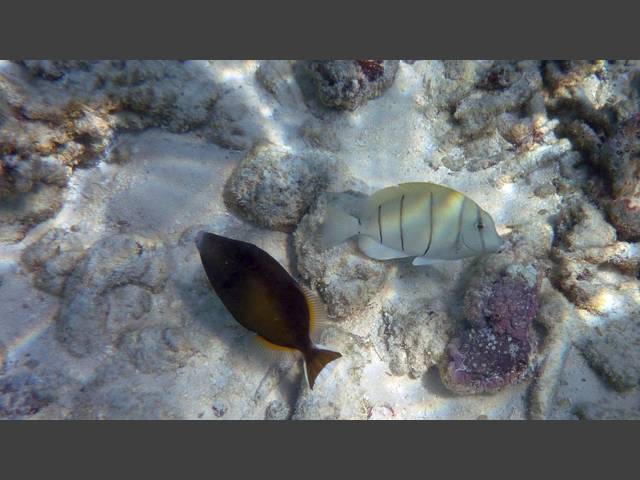 Blaubrust-Drückerfisch - Sufflamen chrysopterus und Gitter-Doktorfisch - Acanthurus triostegus