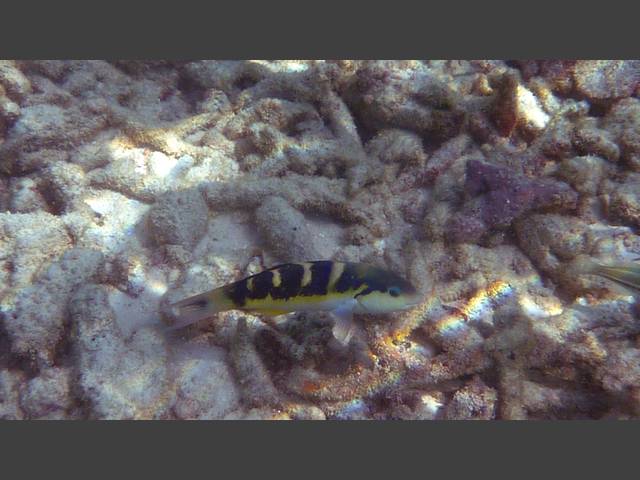 Jansens Junker - Jansen's wrasse - Thalassoma jansenii