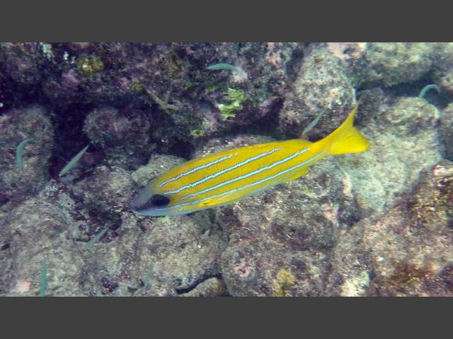 Blaustreifen-Schnapper - Bluestripe snapper - Lutjanus kasmira