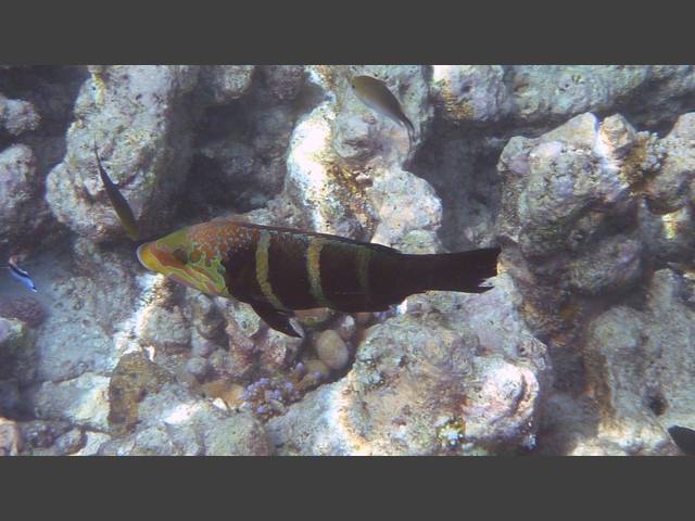 Streifen-Bannerlippfisch - Barred thicklip - Hemigymnus fasciatus