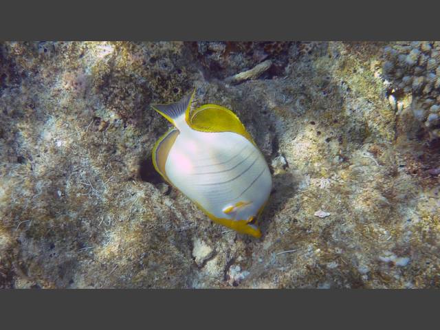 Gelbkopf-Falterfisch - Yellowhead butterflyfish - Chaetodon xanthocephalus