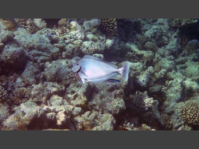 Blauklingen-Nasendoktor - Bluespine unicornfish - Naso unicornis