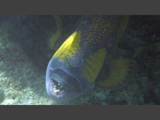 Grüner Riesendrückerfisch - Titan Triggerfish - Balistoides viridescens