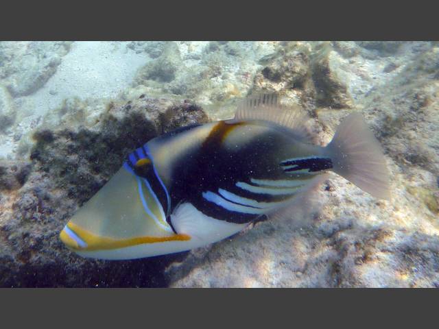 Picasso-Drückerfisch - Blackbar triggerfish - Rhinecanthus aculeatus