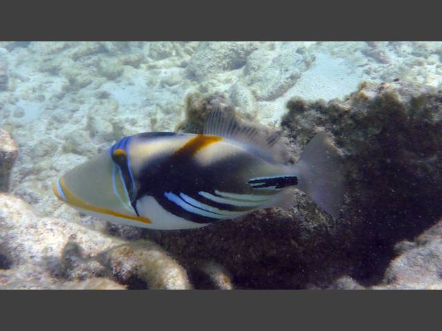 Picasso-Drückerfisch - Blackbar triggerfish - Rhinecanthus aculeatus