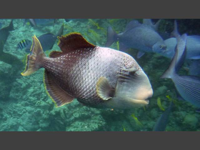 Gelbsaum-Drückerfisch - Yellowmargin triggerfish - Pseudobalistes flavimarginatus