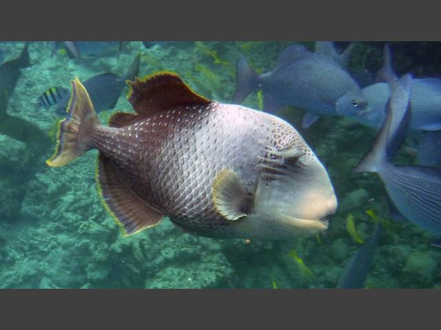 Gelbsaum-Drückerfisch - Yellowmargin triggerfish - Pseudobalistes flavimarginatus