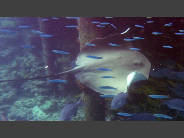 Jenkins Stechrochen - Jenkin's whipray - Himantura jenkinsi