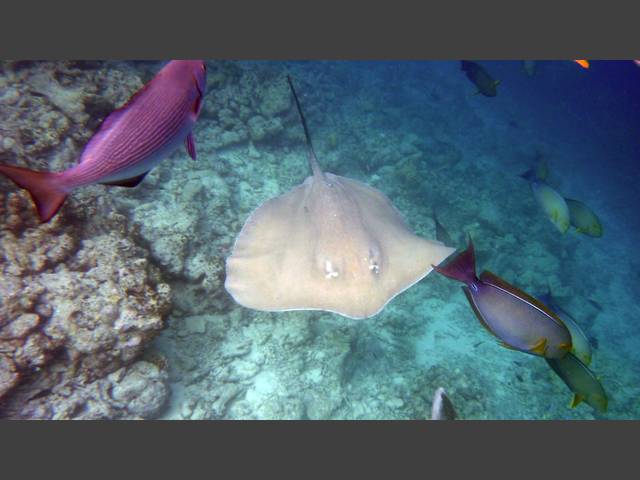 Jenkins Stechrochen - Jenkin's whipray - Himantura jenkinsi