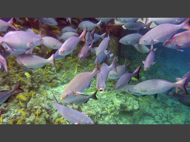 Messing-Ruderfisch - Brassy rudderfish - Kyphosus vaigiensis