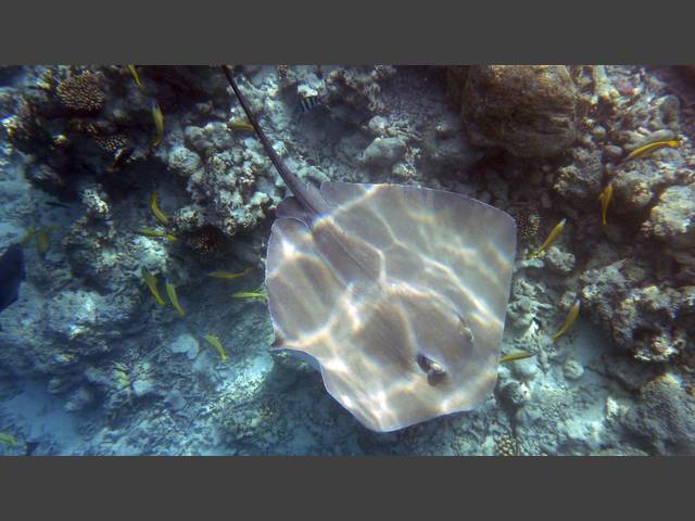 Jenkins Stechrochen - Jenkin's whipray - Himantura jenkinsi