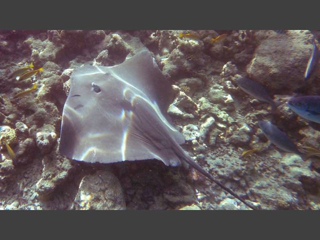 Jenkins Stechrochen - Jenkin's whipray - Himantura jenkinsi