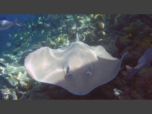 Jenkins Stechrochen - Jenkins whipray - Himantura jenkinsi